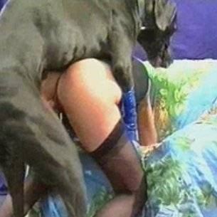 Perros follando